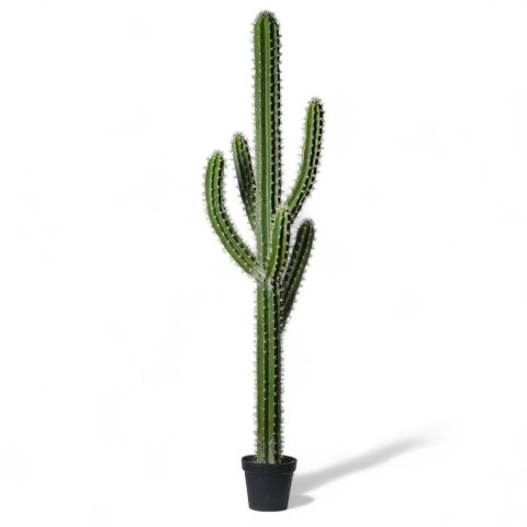 CACTUS 210CM IN VASO BRIGHT GR
